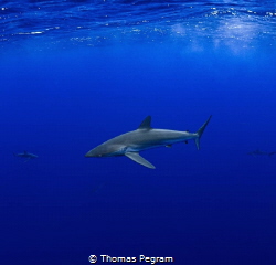Silky shark cruising the deep blue sea, Niue. by Thomas Pegram 